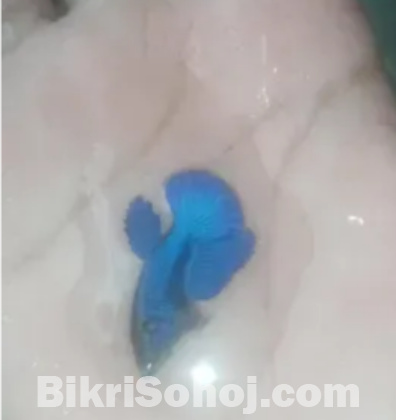 রোস্টেল ফাইটারের বাচ্চা